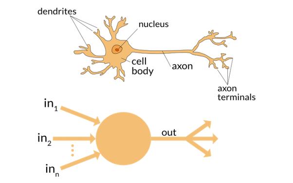 neuron